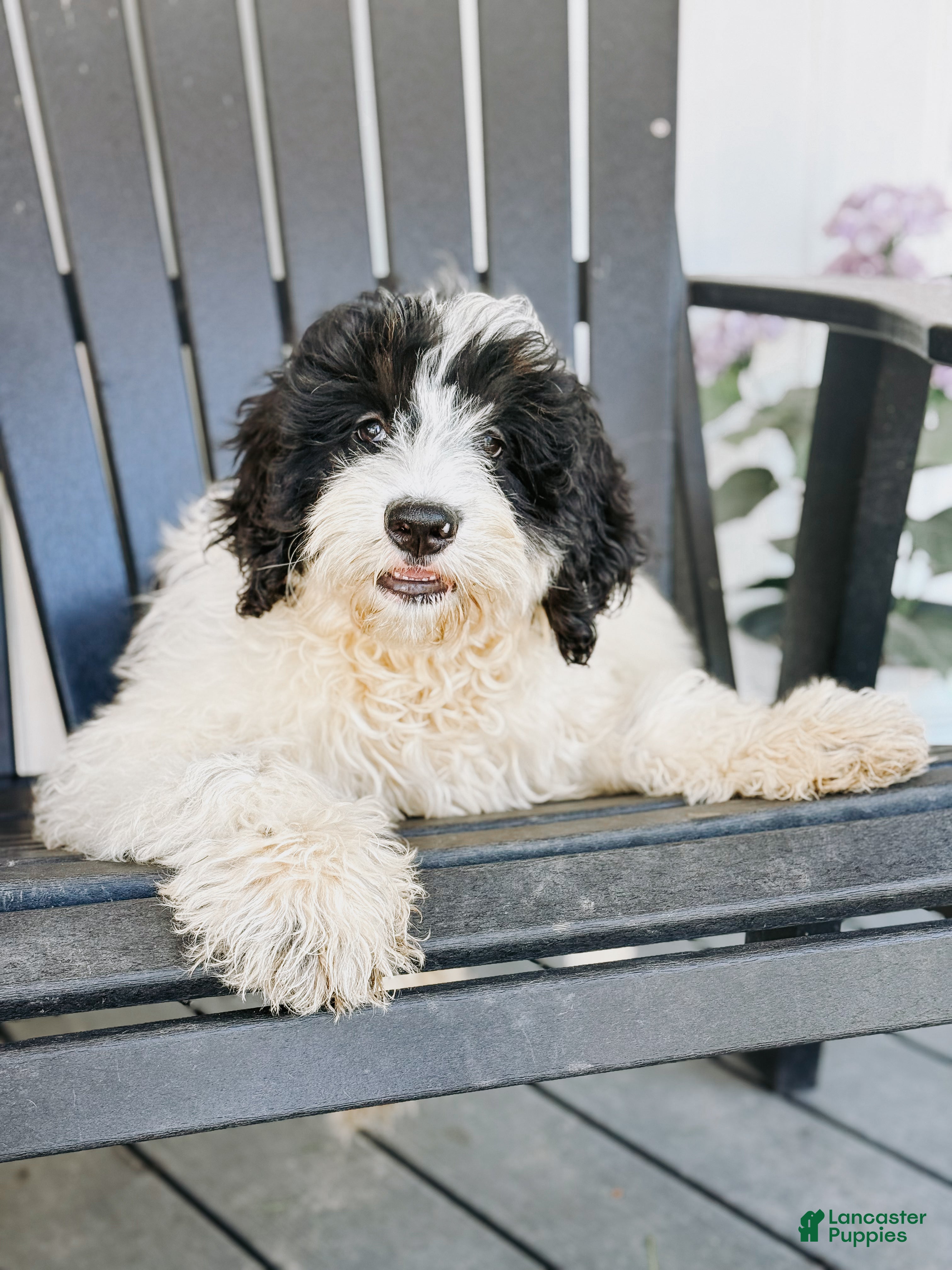 Slate (Doodle / designer cross, Male) in Columbia City, IN