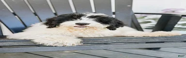 Slate - Black & White Mini Bernedoodle