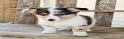 Mixed Breed dogs for sale: Mabel - Ad 5