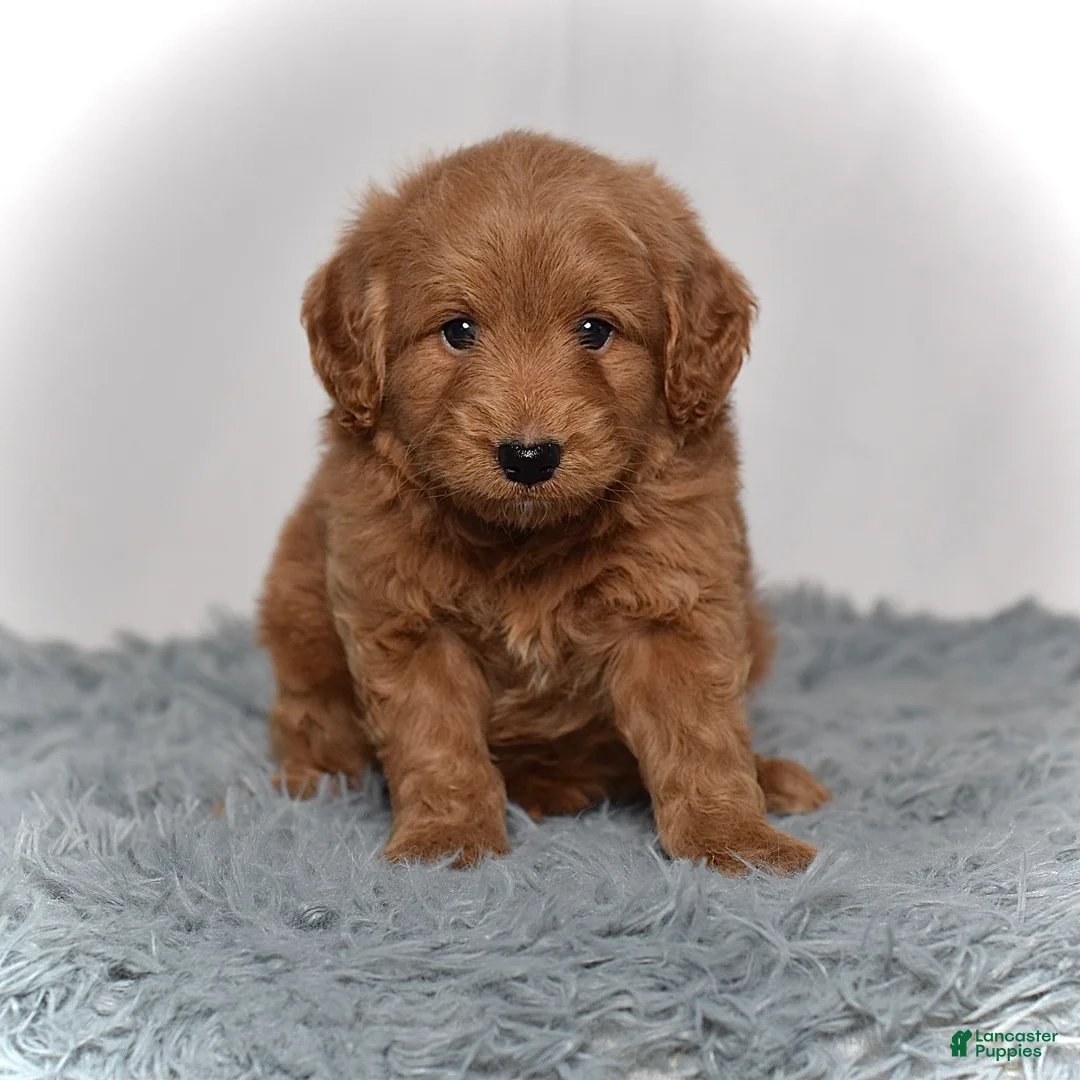Mini Goldendoodle dogs for sale: Mr. Milo - Ad 2