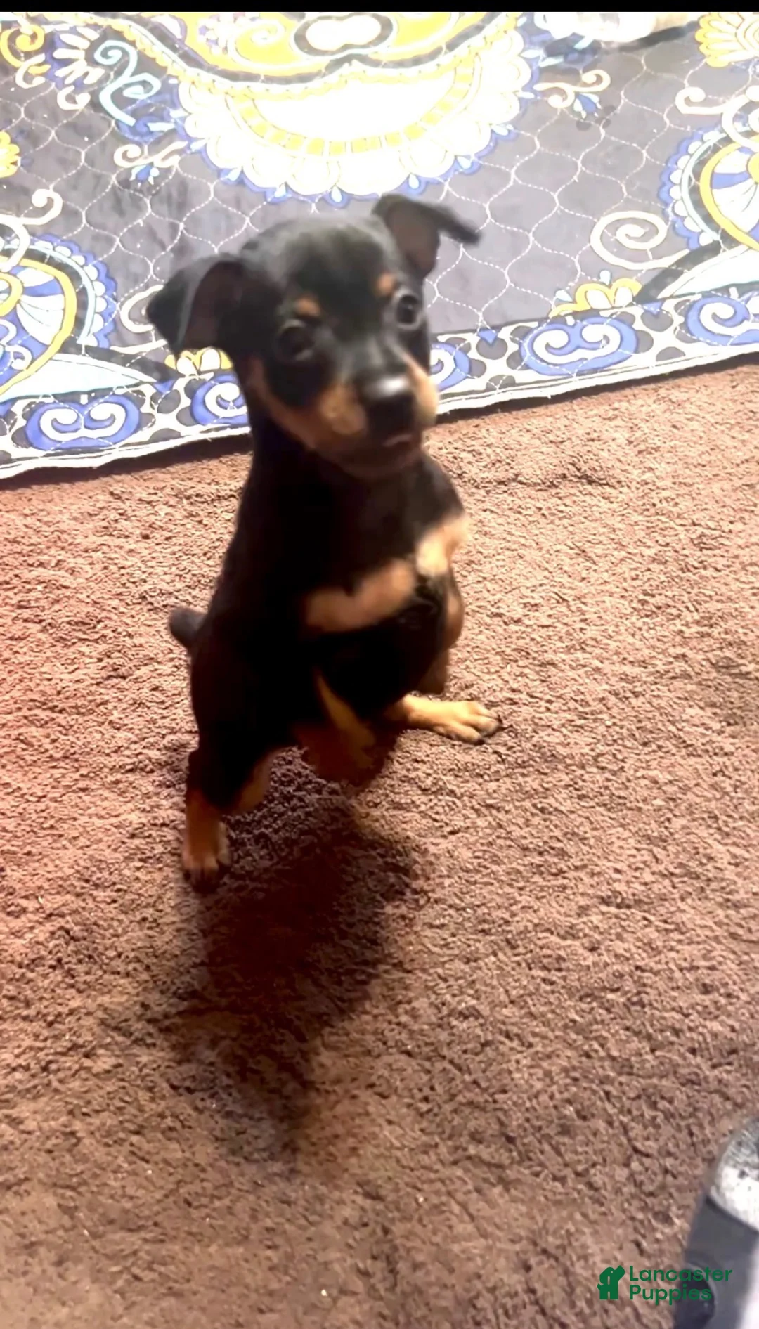 Miniature Pinscher dogs for sale: Jasper - Ad 2