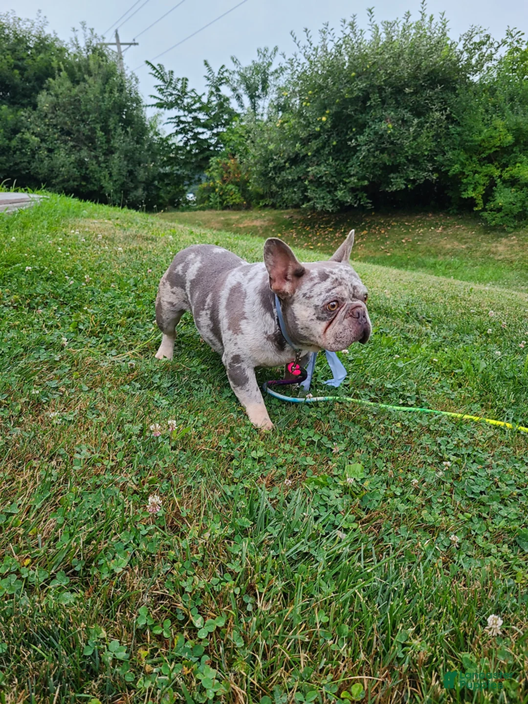 Frenchton dogs for sale: Maggie - Ad 8