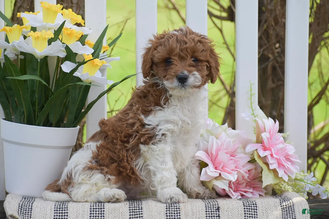 Cavapoo dogs for sale: Samson - Ad 2