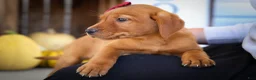 Labrador Retriever dogs for sale: NOAH - Ad 11