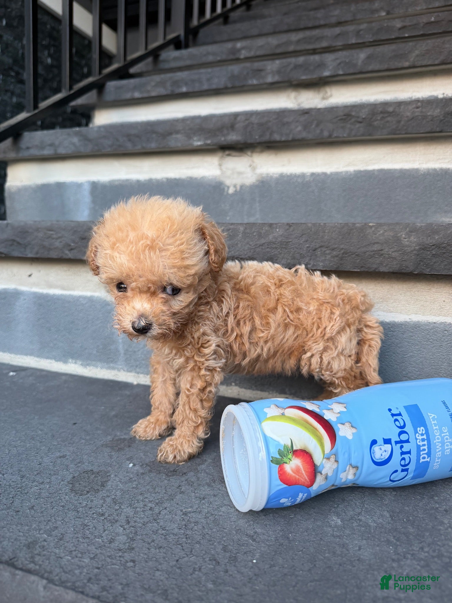 Bichpoo dogs Teacup Rihanna🐾❤️ - Ad 2