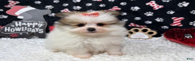 Pomeranian Puppy 3