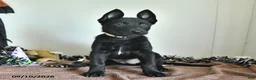 Belgian Malinois dogs for sale: Minerva - Ad 5