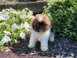 Shihpoo dogs Luigi - Ad 1
