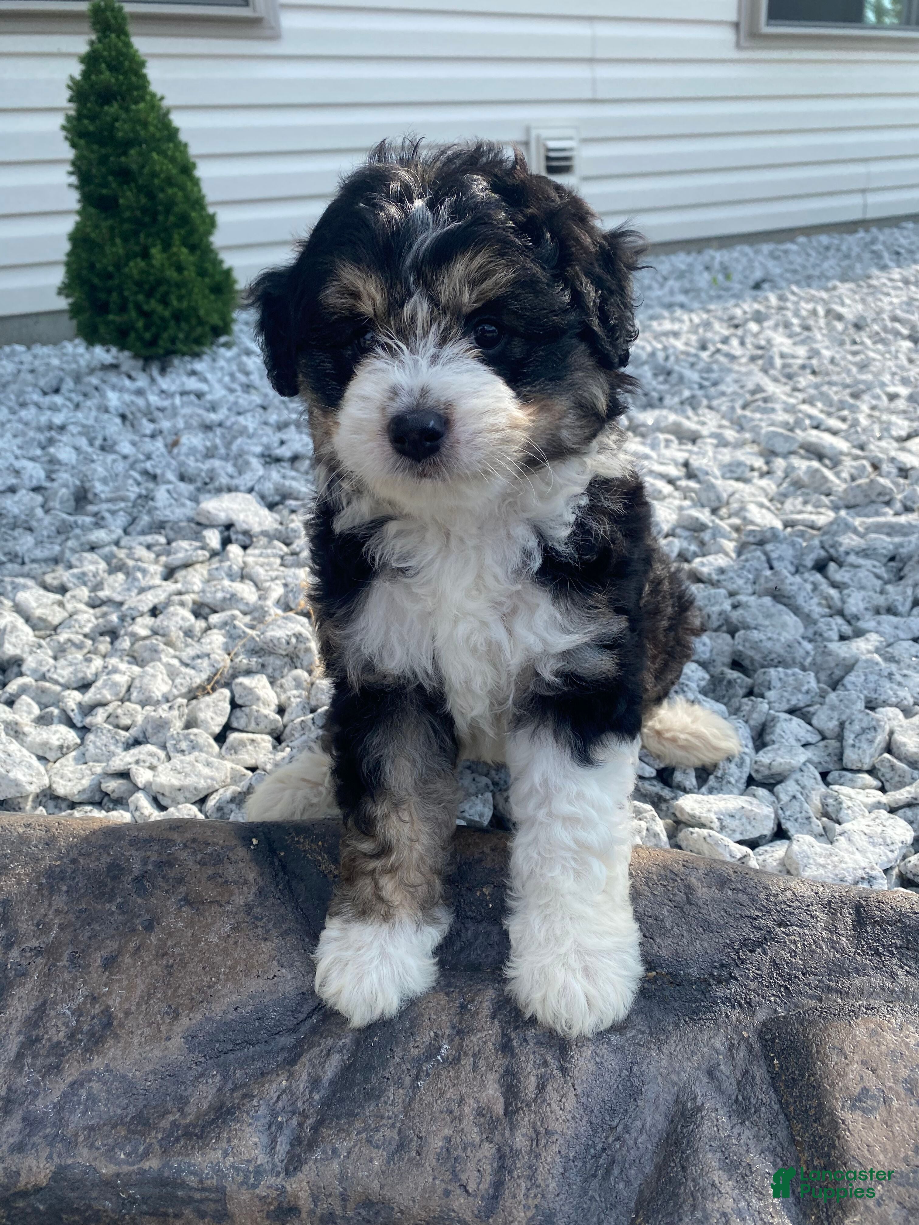 Mini Aussiedoodle dogs Kara - Ad 1