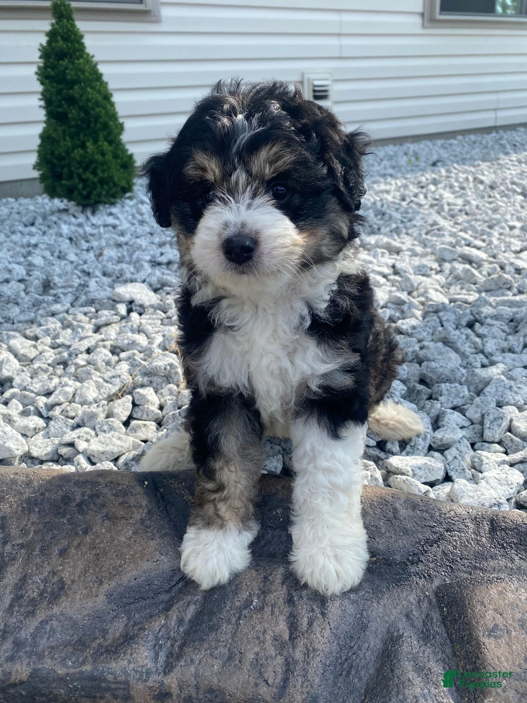 Mini Aussiedoodle dogs for sale: Kara - Ad 1