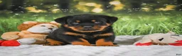Rottweiler dogs for sale: Knox - Ad 4