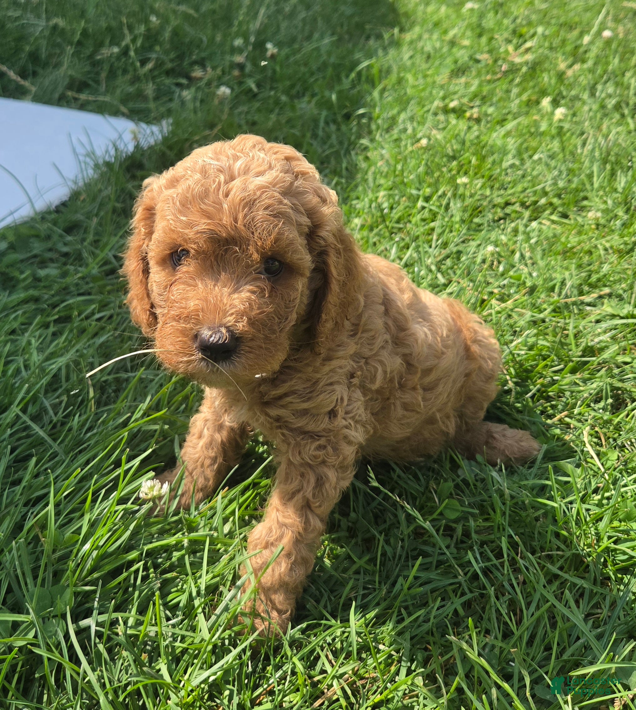 Cavapoo dogs Jax - Ad 1