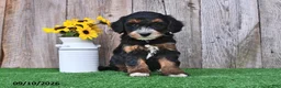 Mini Aussiedoodle dogs for sale: Jordan - Ad 3