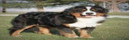 Bernese Mountain Dog dogs for sale: Remington - Ad 5