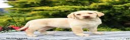 Labrador Retriever dogs for sale: Alexa - Ad 3