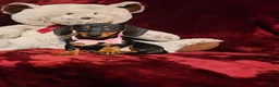Miniature Dachshund dogs for sale: STELLA - Ad 4