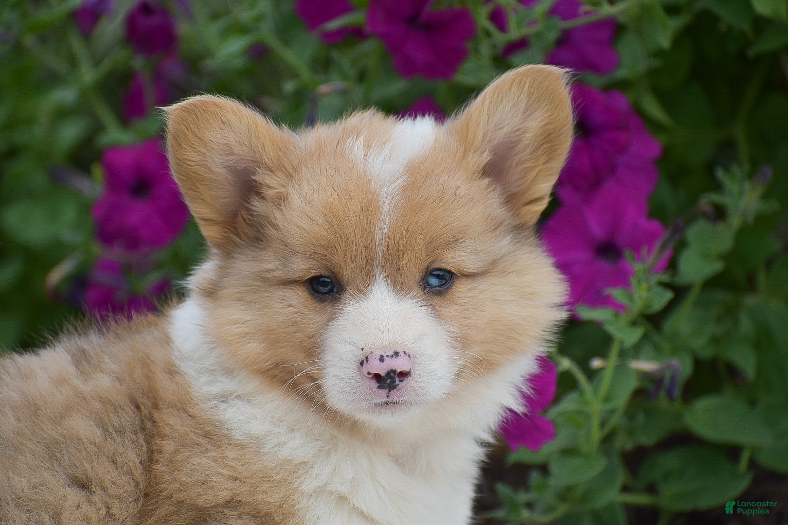 Welsh Corgi Pembroke dogs Remi - Ad 2