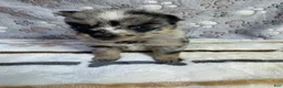 Pomsky dogs for sale: Romy - Ad 8