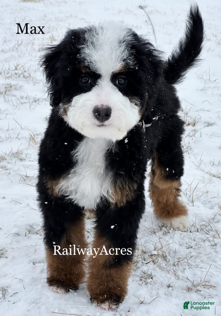 Mixed Breed dogs Max - Ad 17