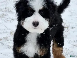 Mixed Breed dogs Max - Ad 25