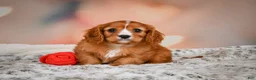 Cavapoo dogs for sale: DUKE - Ad 3