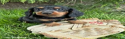 Dachshund dogs for sale: Monroe - Ad 3
