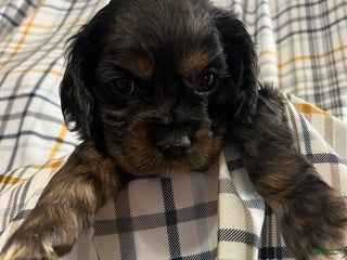 Cocker Spaniel dogs - Ad 3