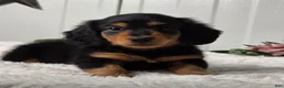 Miniature Dachshund dogs for sale: Bobbie - Ad 5