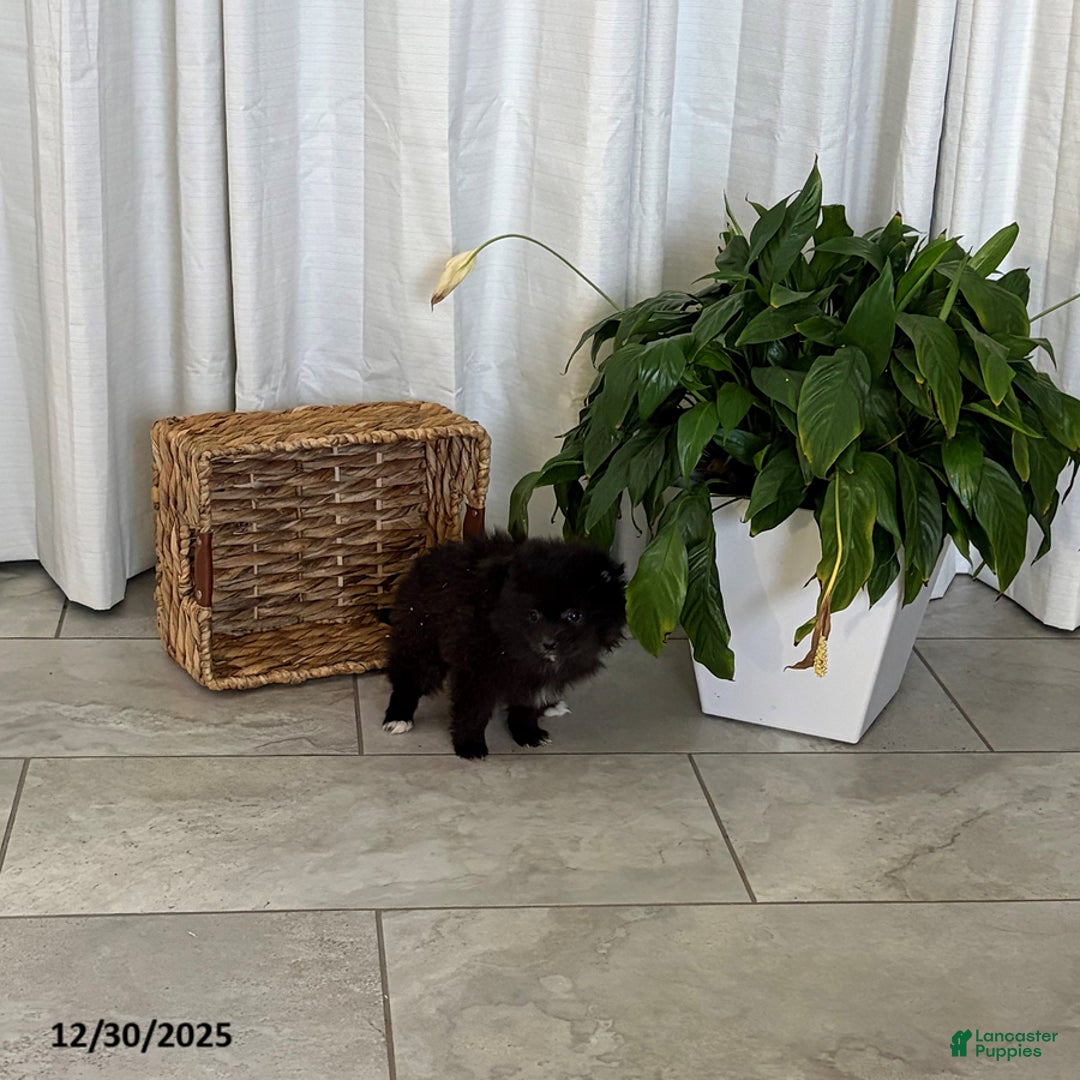 Pomeranian dogs for sale: Lucy - Ad 2