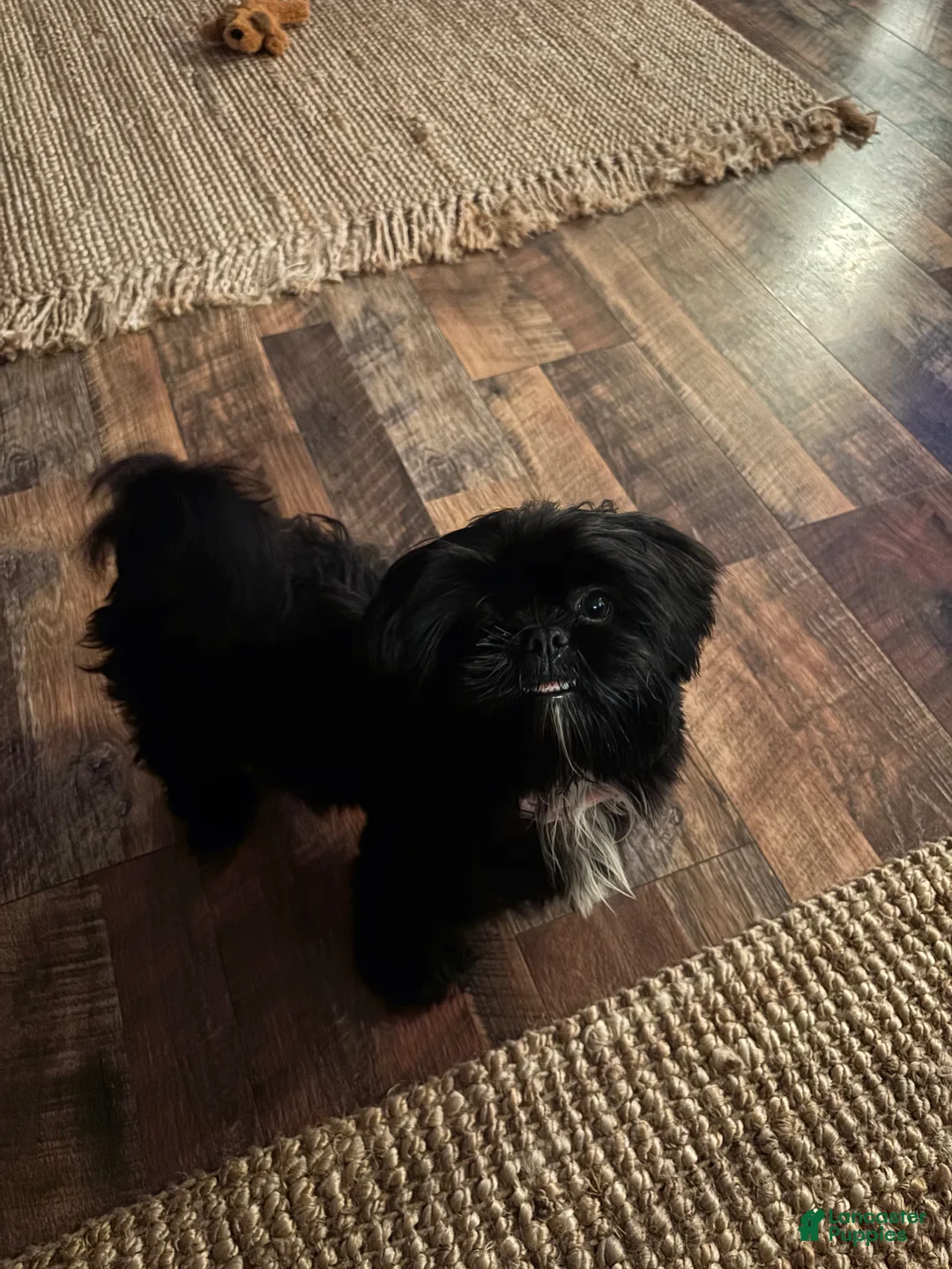 Shih Tzu dogs for sale: Shih Tzu Puppy 2 - Ad 2