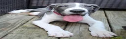 Great Dane dogs for sale: Diamond - Ad 14