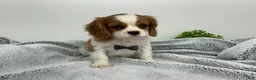 Cavalier King Charles Spaniel dogs for sale: KING - Ad 6