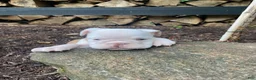 English Bulldog dogs for sale: Dexter - Ad 6
