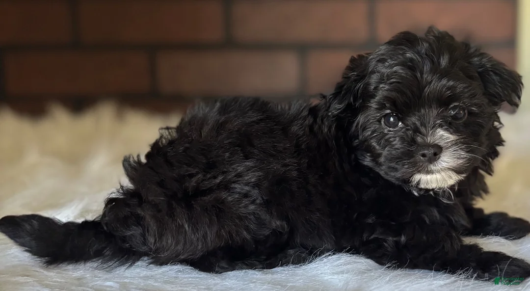 Maltipoo dogs for sale: Midnight  - Ad 4