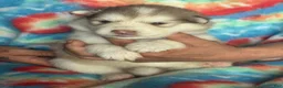 Alaskan Malamute dogs for sale: Alaskan Malamute 7 - Ad 2