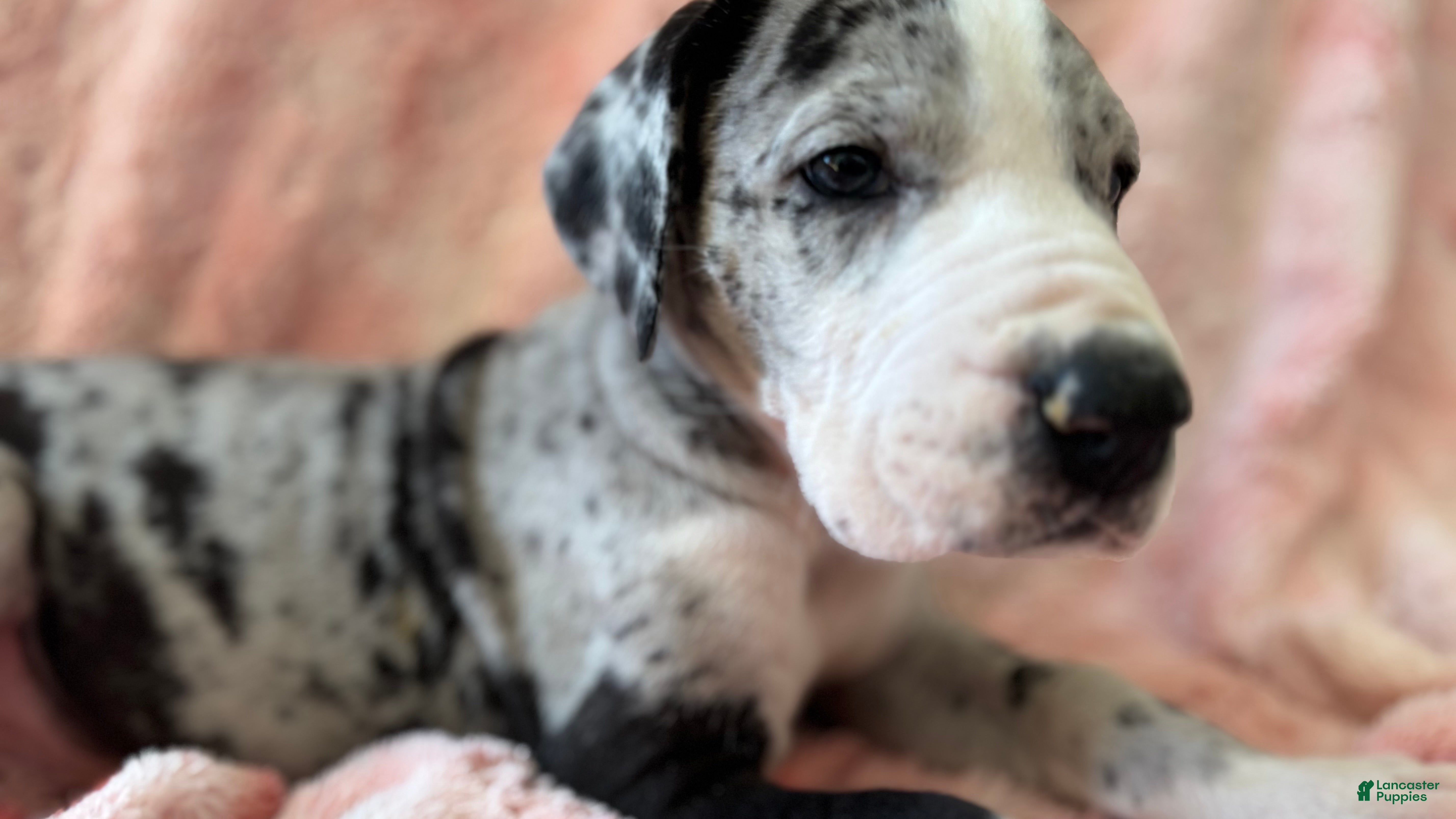 Great Dane dogs Wizard - Ad 2