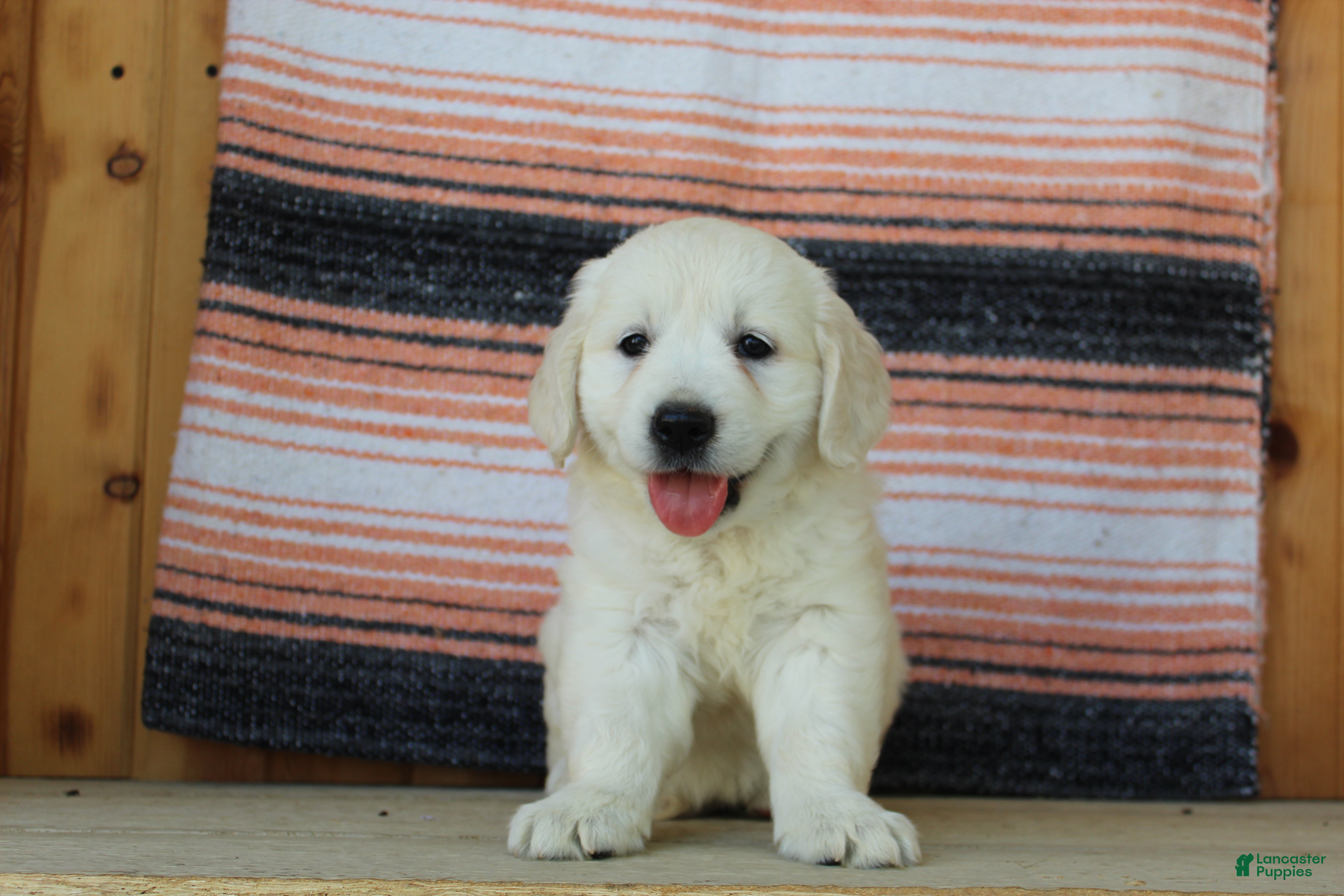 Golden Retriever dogs Queenie English Cream  - Ad 2