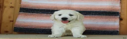 Golden Retriever dogs for sale: Queenie English Cream  - Ad 2