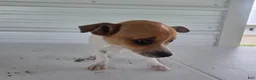 Chihuahua dogs for sale: Maya - Ad 6