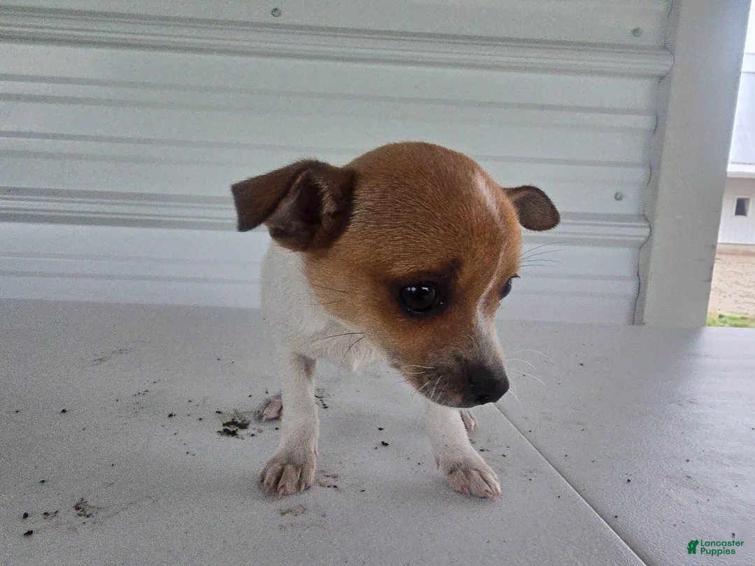 Chihuahua dogs for sale: Maya - Ad 6
