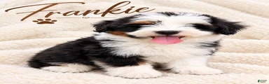 Frankie 