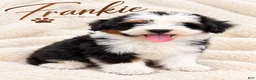 Mini Bernedoodle dogs for sale: Frankie  - Ad 1