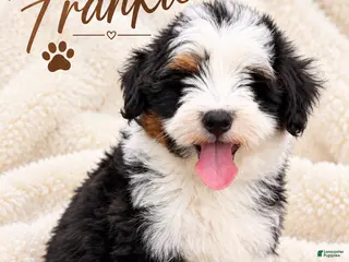 Mini Bernedoodle dogs Frankie - Ad 15