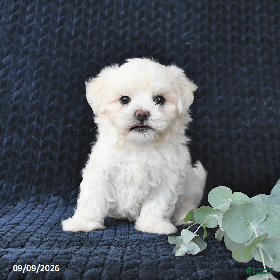 Maltese dogs Kieffer - Ad 2