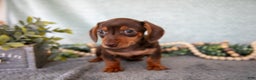 Miniature Dachshund dogs for sale: Bitsy - Ad 5