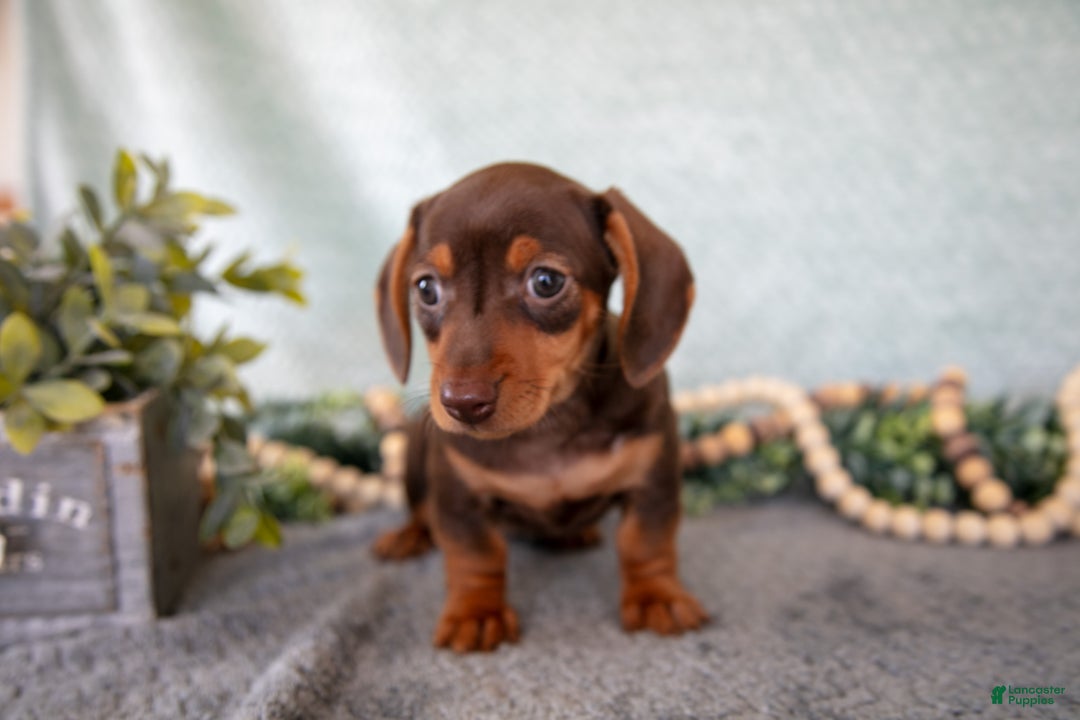 Miniature Dachshund dogs for sale: Bitsy - Ad 5