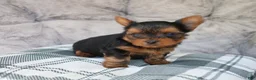 Yorkshire Terrier dogs for sale: Milo  - Ad 4