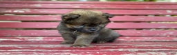 Chow Chow dogs for sale: Ana - Ad 4