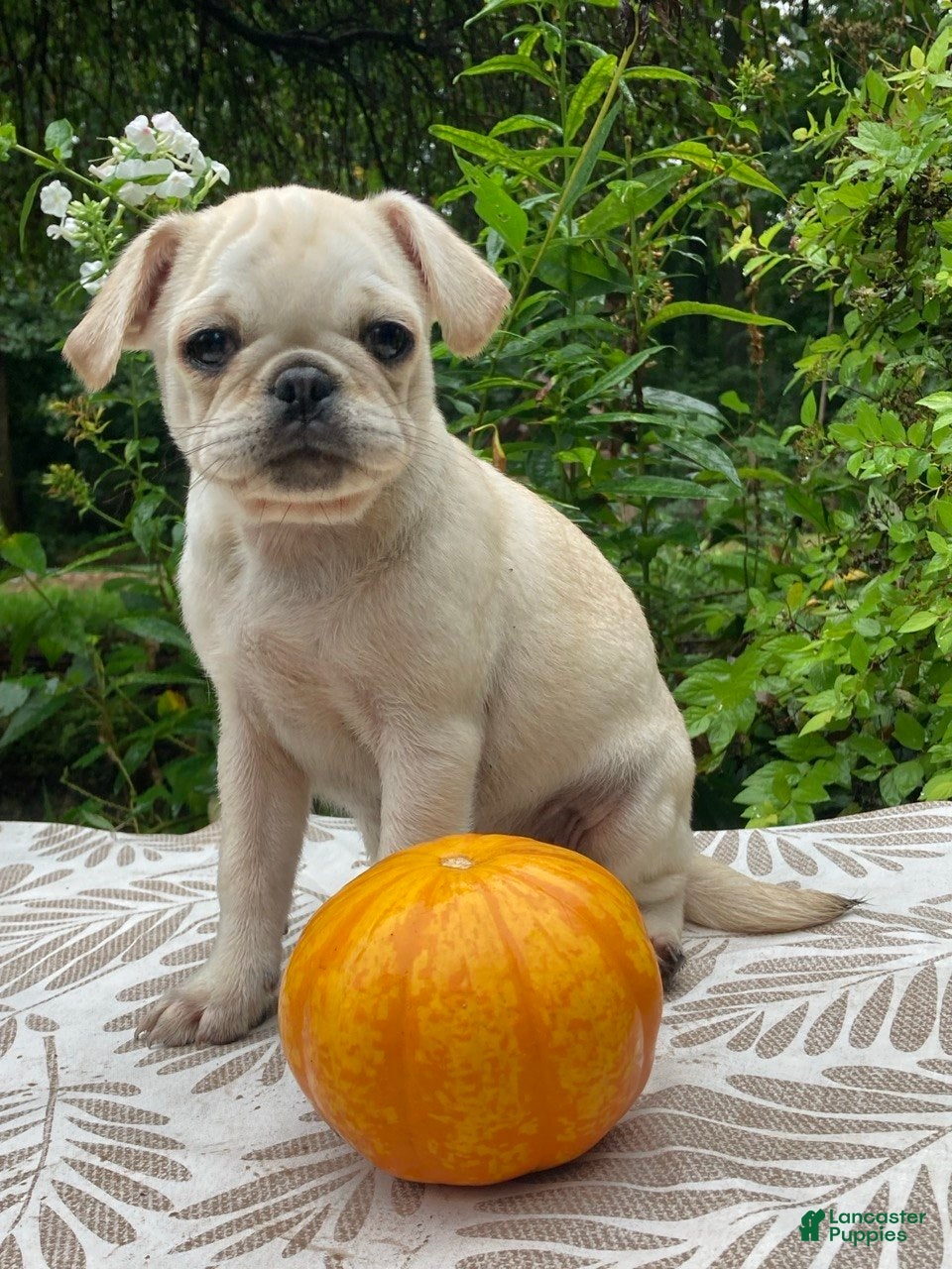 Pug dogs Sugar - Ad 1