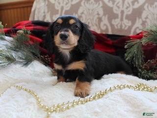 Miniature Dachshund dogs - Ad 29